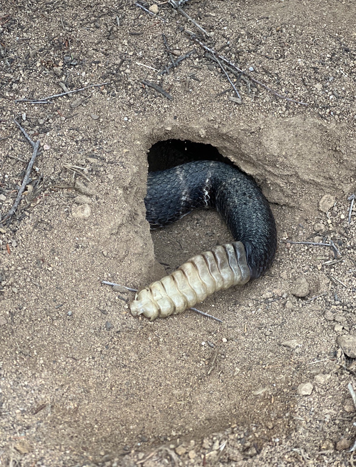 Southern California snake habitat