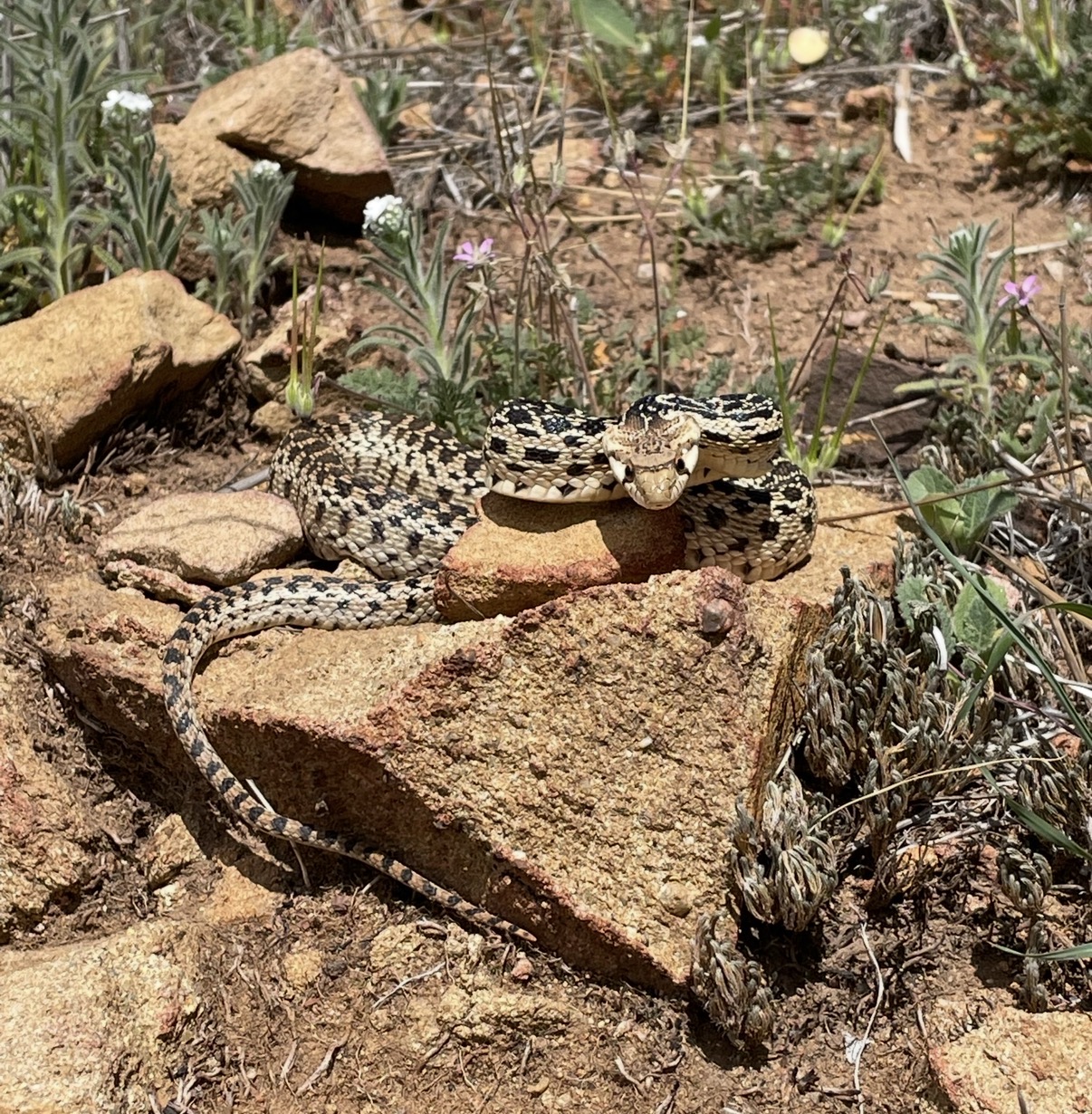 Southern California snake habitat