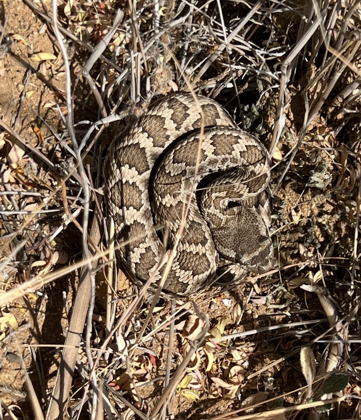 Southern Pacific rattlesnake additional view 1