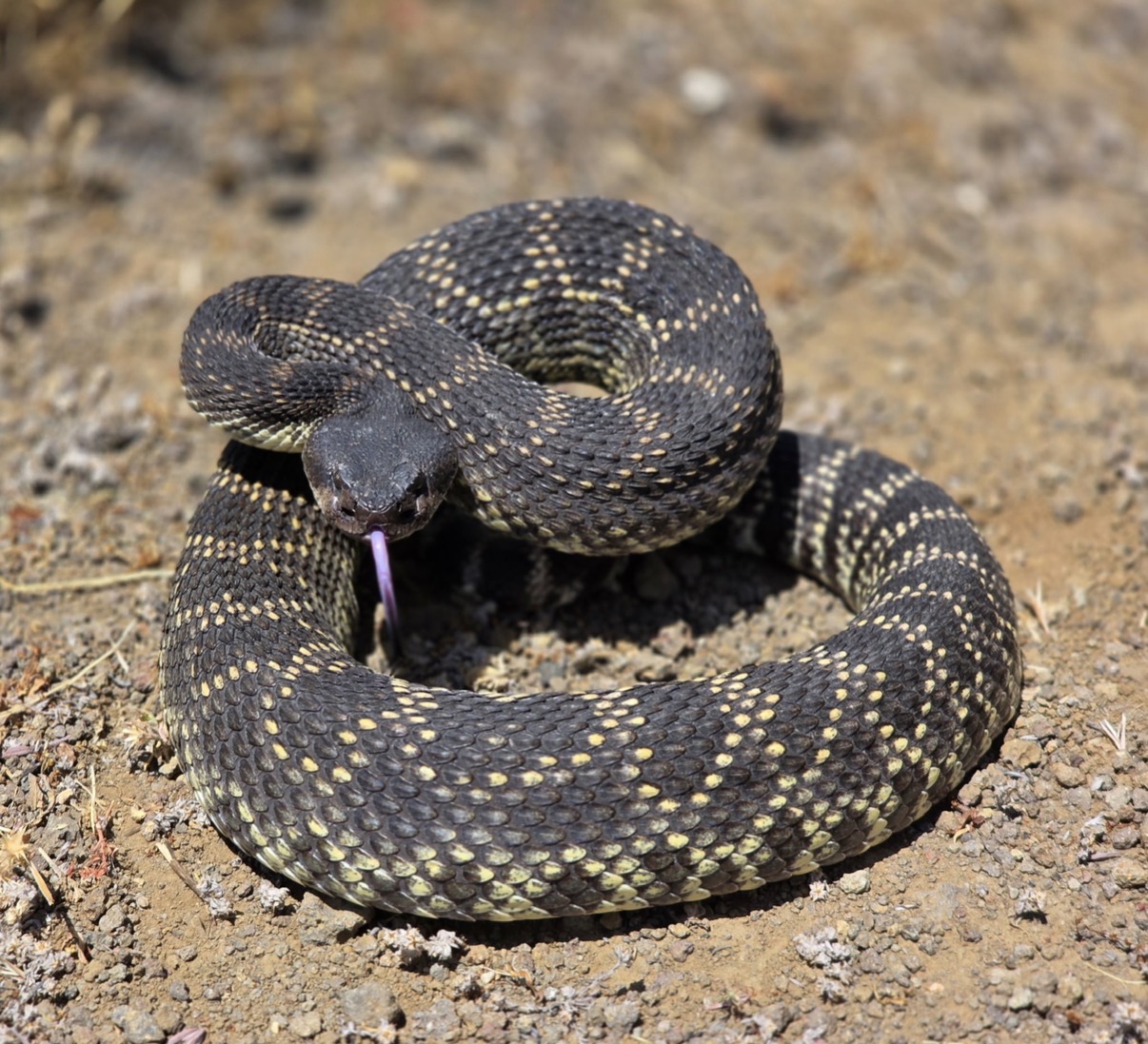 Southern Pacific rattlesnake additional view 3