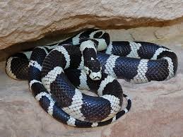 California kingsnake in natural Southern California habitat
